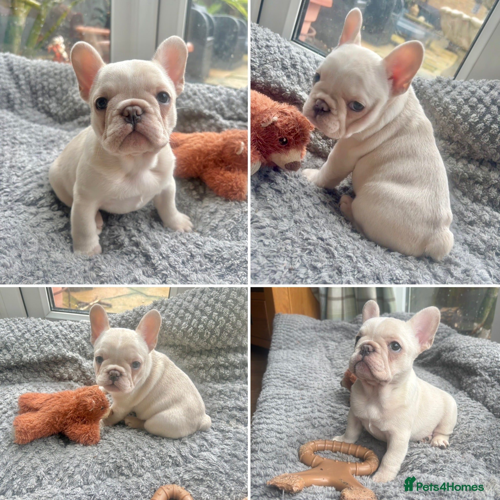 French Bulldog dogs Only 1 Girl left:French Bull Dog Puppies - Advert 7