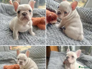 French Bulldog dogs Only 1 Girl left:French Bull Dog Puppies - Advert 7