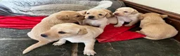 Labrador Retriever dogs for sale: Quality Labrador puppies  - Advert 28