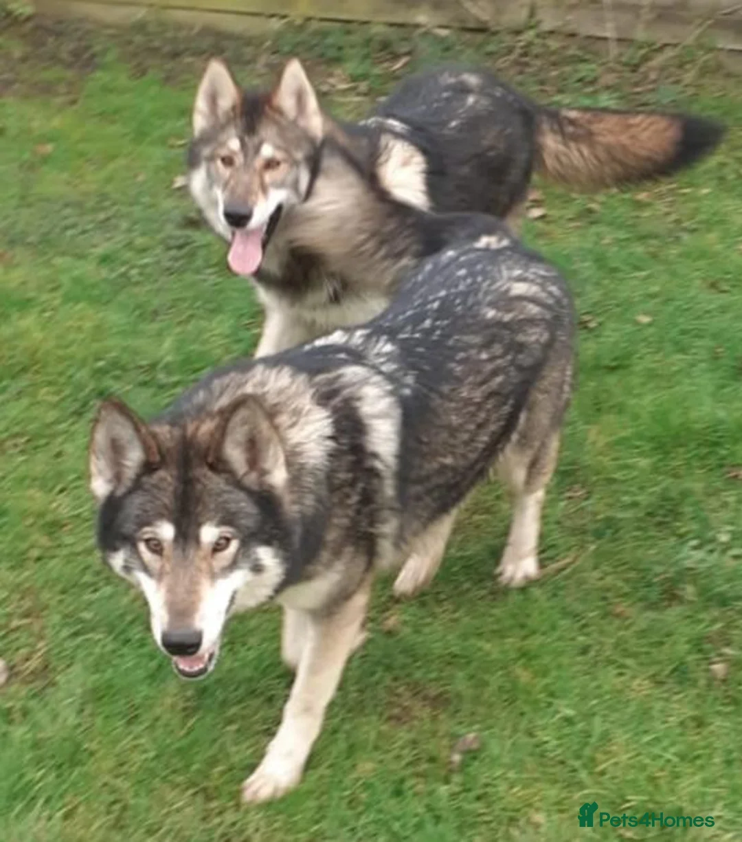 German Shepherd dogs for sale: RARE TAMASKAN PUPS REGISTERED AND EMBARKED - Advert 7