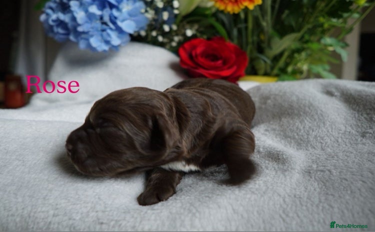 Cockapoo dogs - Advert 9