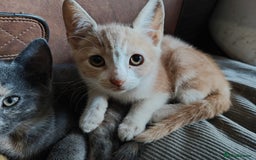 Mixed Breed cats for sale: Last 3 Gorgeous kittens ready to go now - Image 21