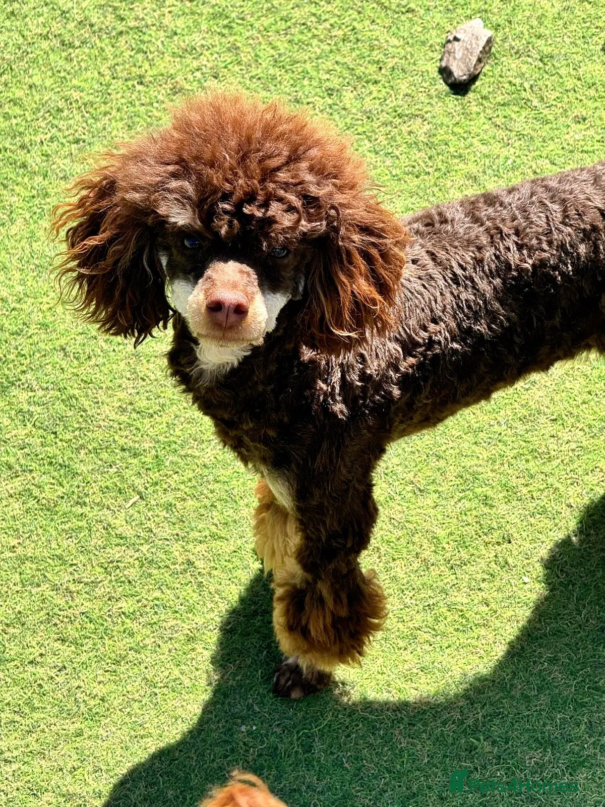 Toy Poodle dogs Chocolate Phantom KC Toy Poodle STUD - Advert 1