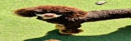 Toy Poodle dogs for stud: Chocolate Phantom KC Toy Poodle STUD - Advert 2