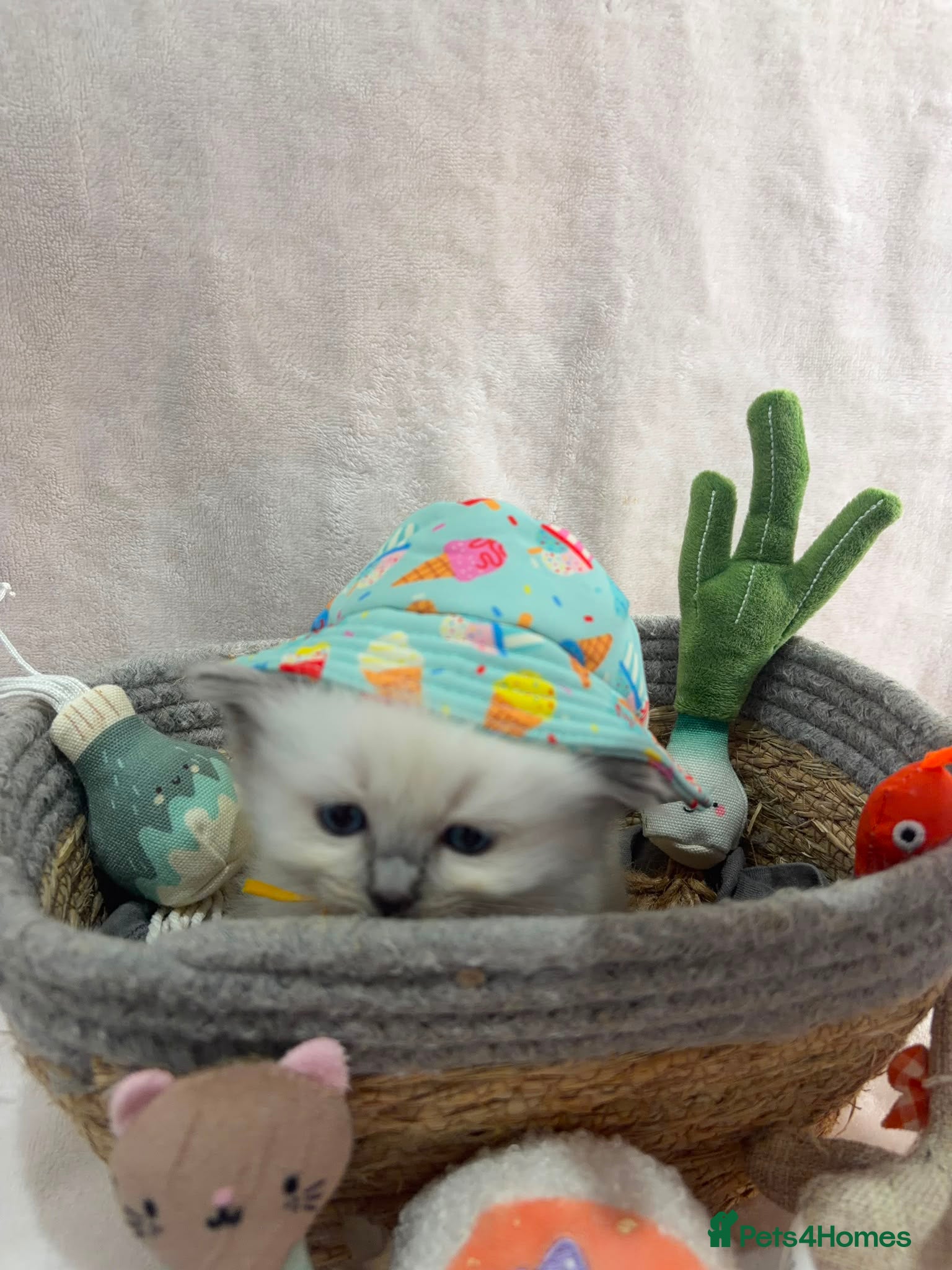 Ragdoll cats ​Gorgeous Ragdoll Kittens – Ready 25th August - Advert 1