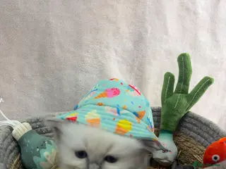 Ragdoll cats Gorgeous Ragdoll Kittens – Ready 25th August - Advert 1