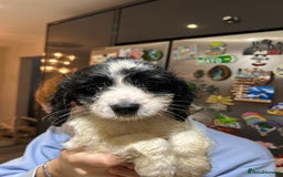 Cockapoo dogs for sale: Three beautiful cockapoos  - Advert 4