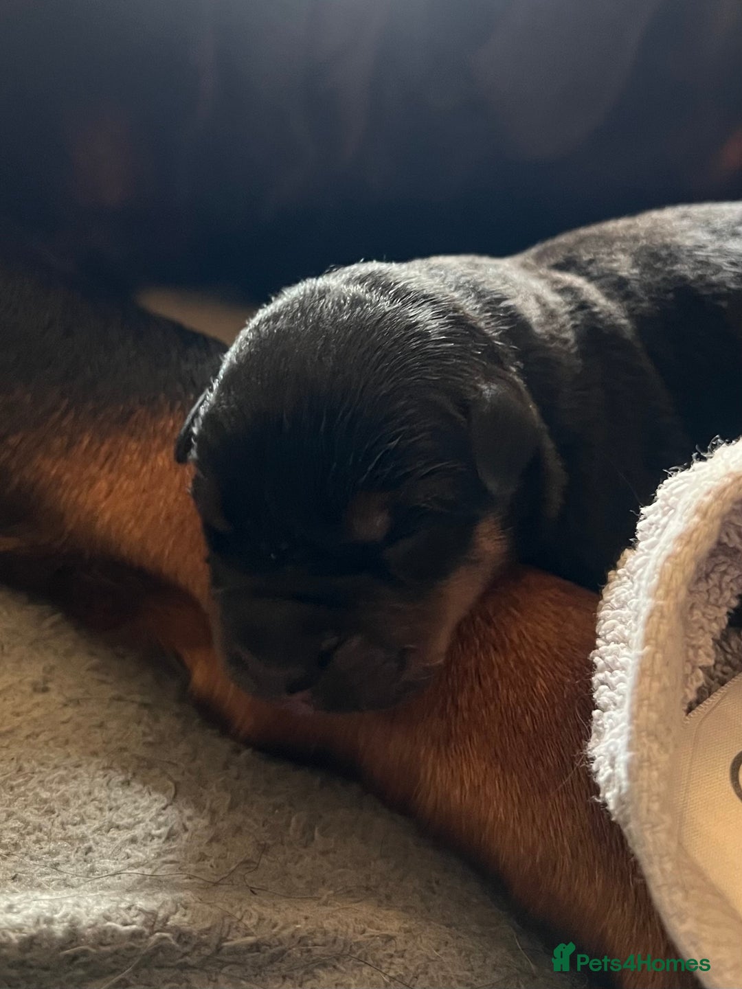 Mixed Breed dogs for sale: Rottweiler x German shepherd male puppies - Image 13