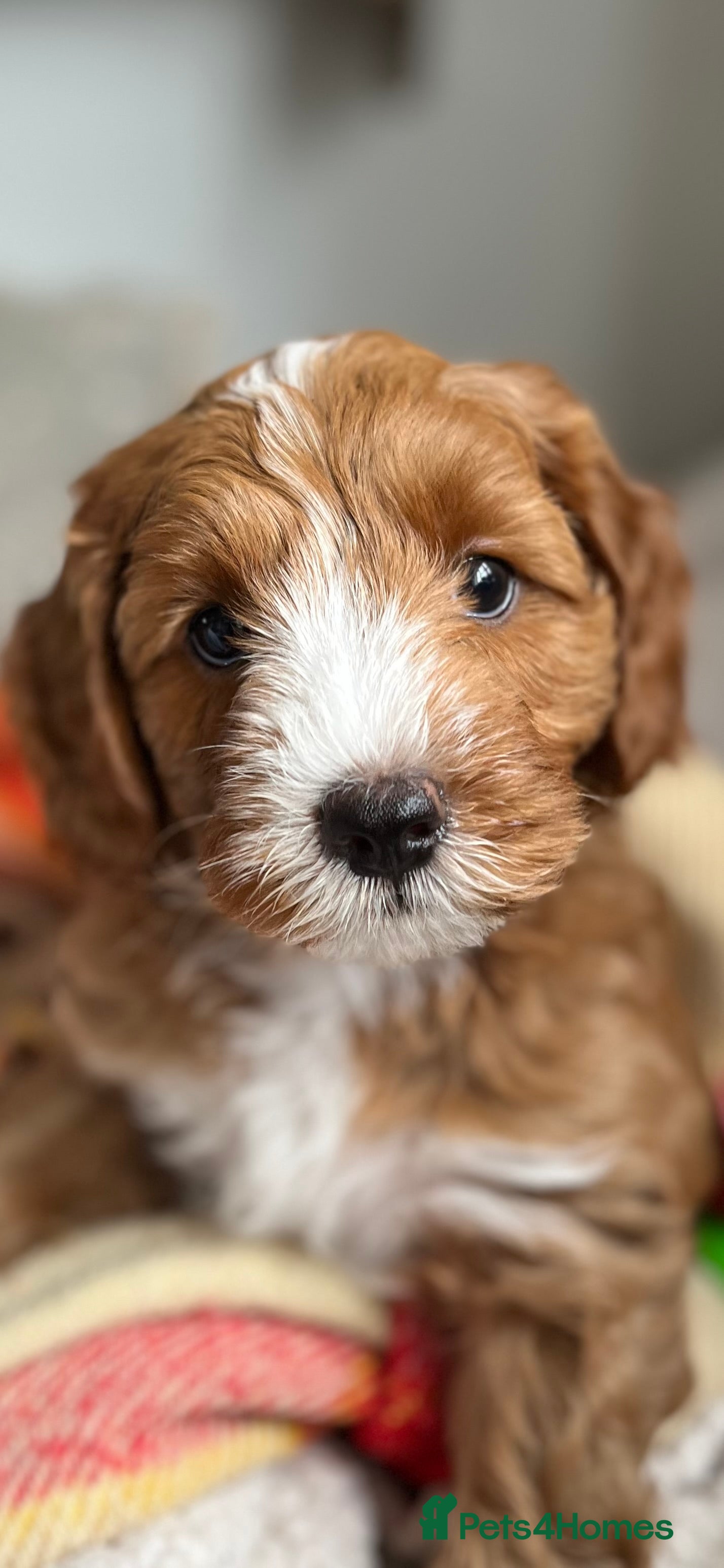 Mixed Breed dogs Authentic Annetteslabradoodles/Cobberdogs - Advert 6