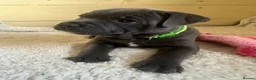 Staffordshire Bull Terrier dogs for sale: Staffordshire Bull Terrier Pups - 4 Gorgeous Pups in Spalding - Advert 18