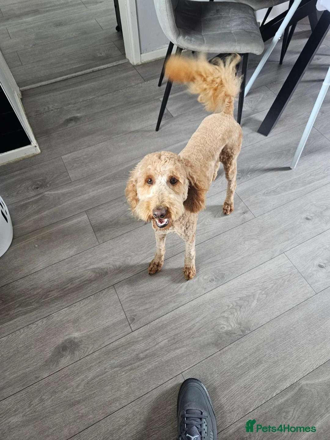 Mixed Breed dogs for sale: Health tested moyen poodle!  - Advert 3