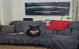 Staffordshire Bull Terrier dogs for sale: Loving & Protective Dog Looking for a Forever Home - Image 3