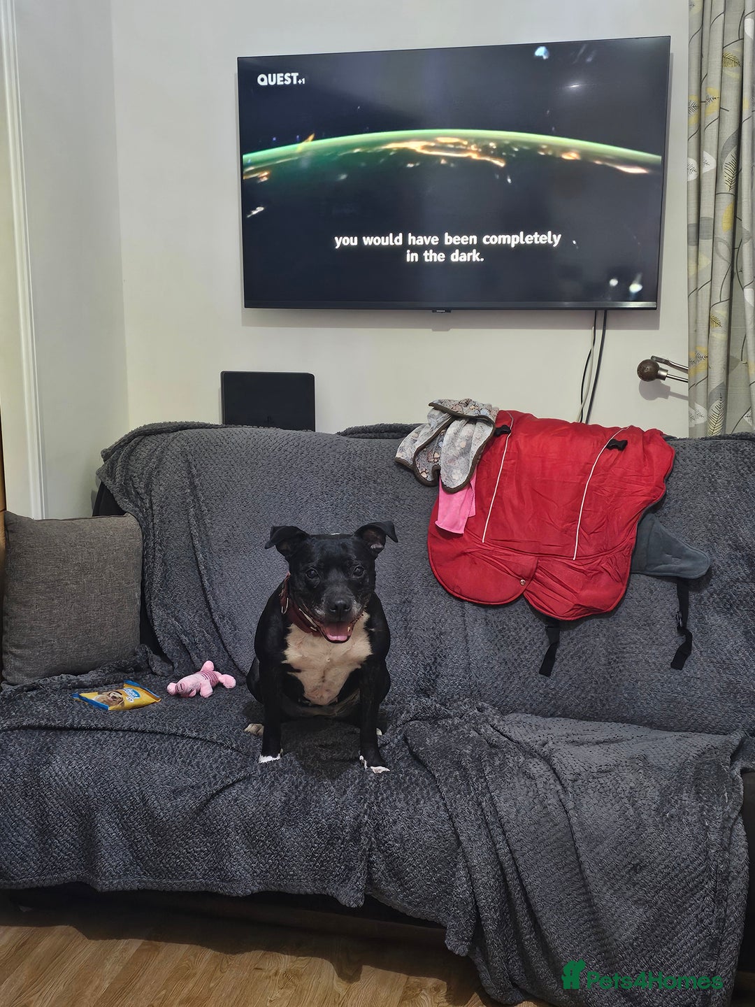 Staffordshire Bull Terrier dogs for sale: Loving & Protective Dog Looking for a Forever Home - Image 3
