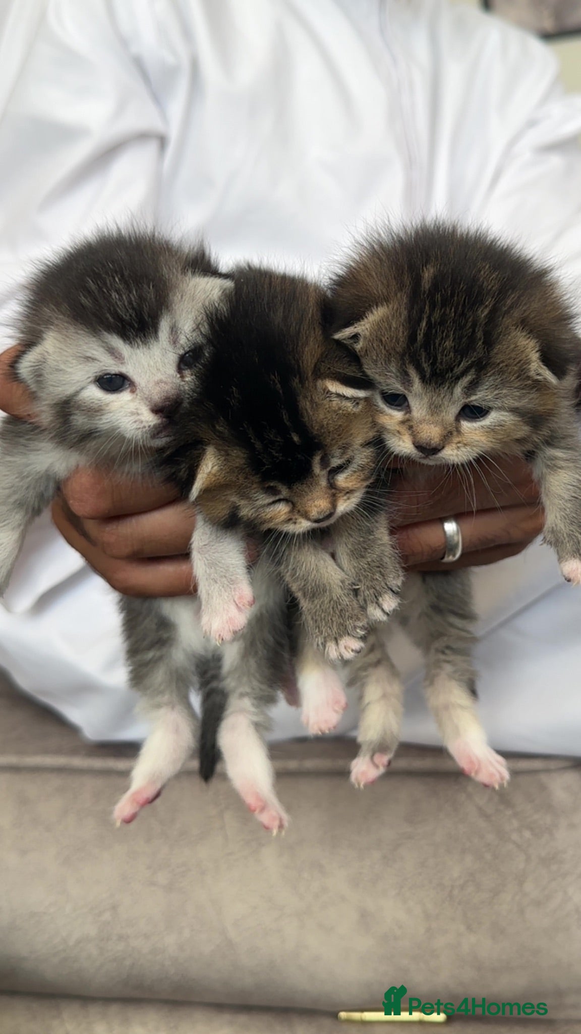 Mixed Breed cats Rare Adorable British Longhair Mix Kittens - Advert 1