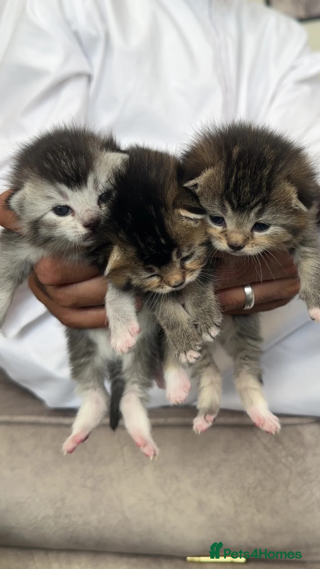 Mixed Breed cats for sale: Rare Adorable British Longhair Mix Kittens - Advert 1