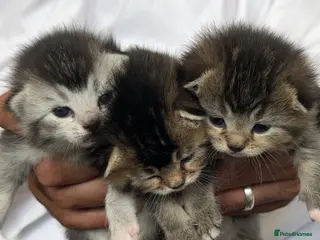 Mixed Breed cats Rare Adorable British Longhair Mix Kittens - Advert 17