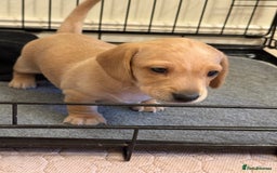 Miniature Dachshund dogs for sale: 1 MALE CREAM SMOOTH HAIRED DACSHUND  - Image 1