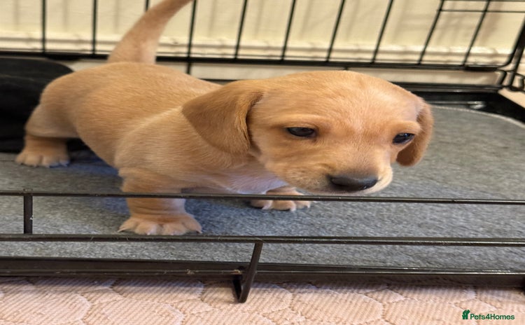 Miniature Dachshund dogs - Advert 10