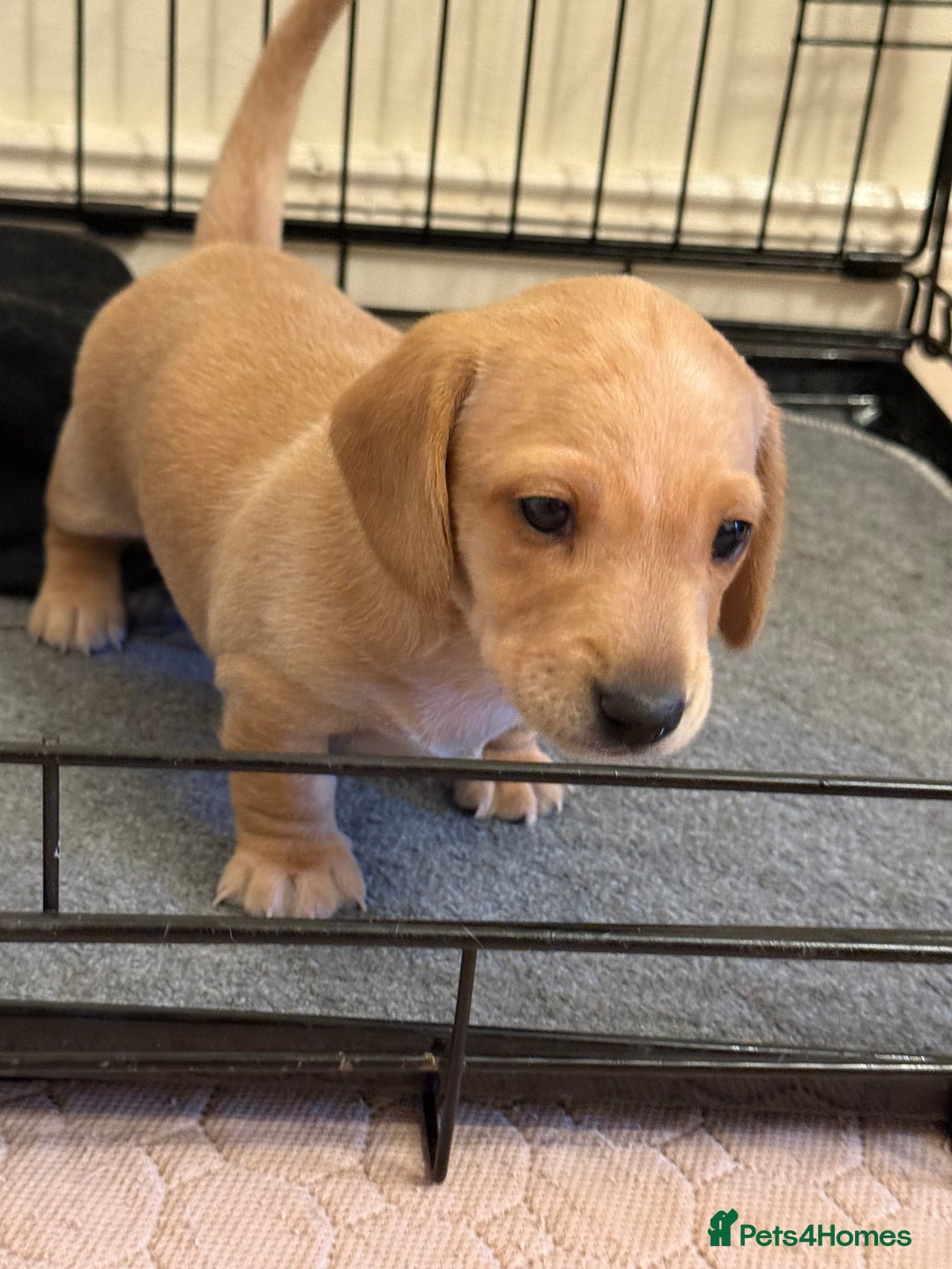 Miniature Dachshund dogs for sale: 1 MALE CREAM SMOOTH HAIRED DACSHUND  - Image 1