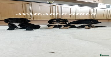 Cocker Spaniel dogs - Advert 6