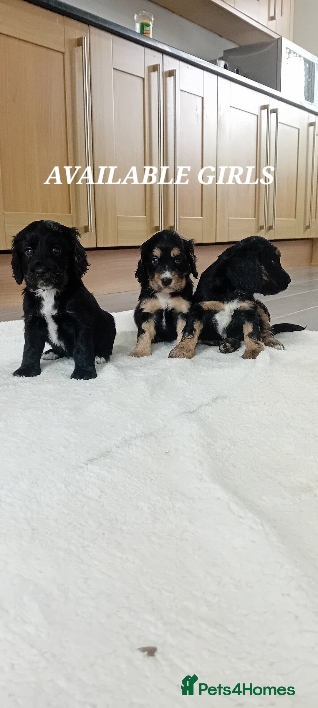 Cocker Spaniel dogs for sale: QUALITY COCKER SPANIAL PUPPIES VARIOUS COLOURS - Image 17