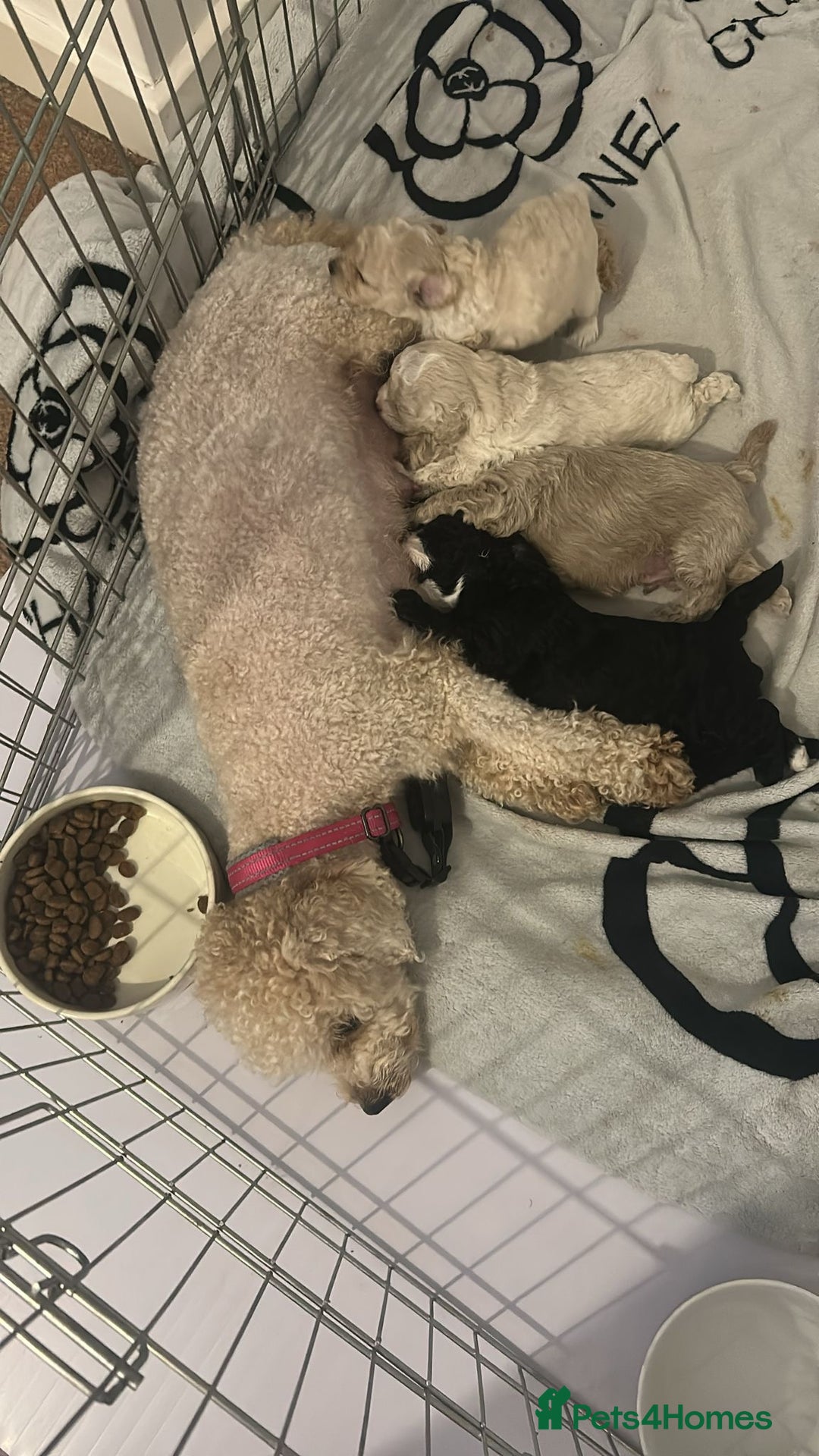 Cavapoochon dogs for sale: 🌟 Ready to leave 23rd Dec F1b cavapoochon puppies - Advert 12