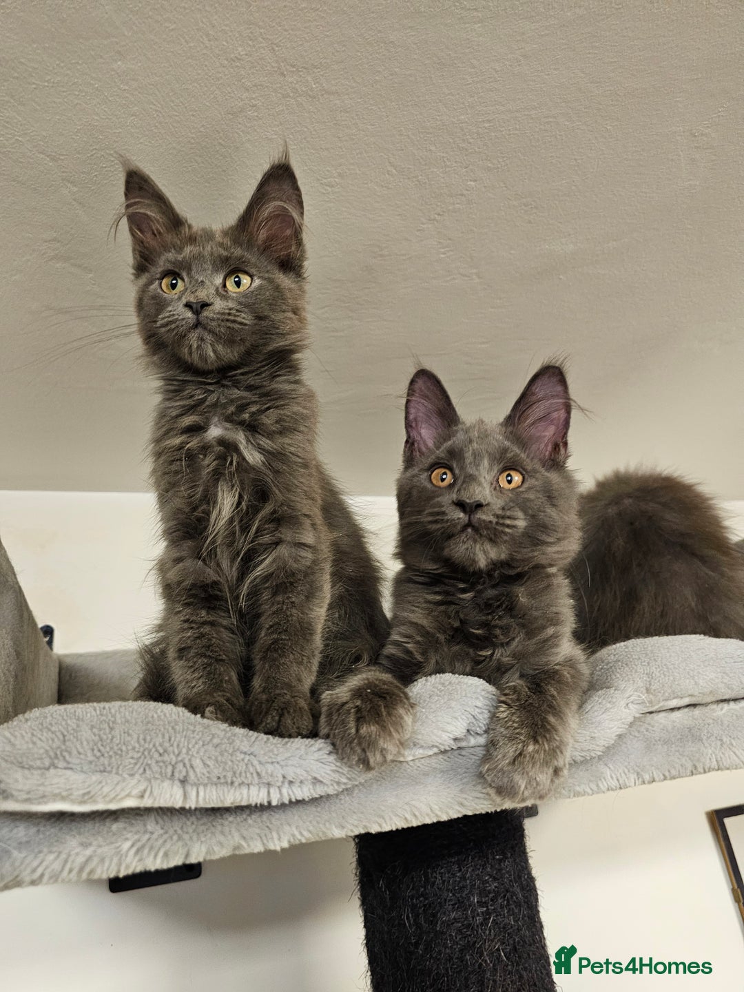 Maine Coon cats for sale: 🔥*STUNNING Litter of 6 Solid*💎*Blue Maine Coon💎 - Advert 24