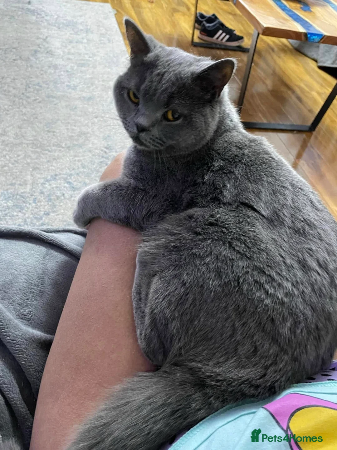 British Shorthair cats for sale: BLUE AND LILAC BSH BOYS  in Wrexham - Advert 1