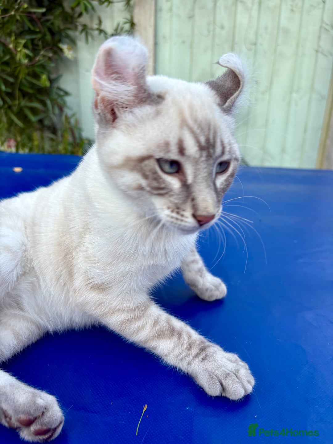 Bengal cats for sale: Stunning rare female  - Image 31