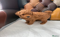 Toy Poodle dogs for sale: Four Beautiful Little Boys “Real Charmer’s “ - Image 18