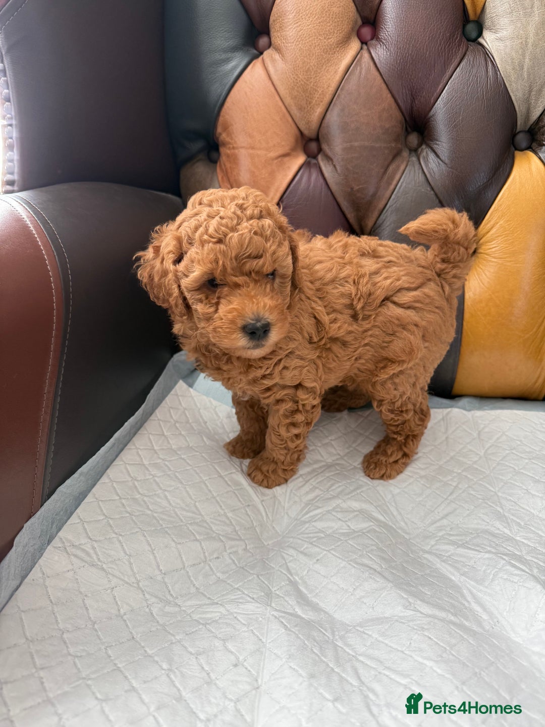 Toy Poodle dogs for sale: Four Beautiful Little Boys “Real Charmer’s “ - Image 18