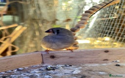 Finches birds for sale: Beautiful zebra finches for sale  - Image 4