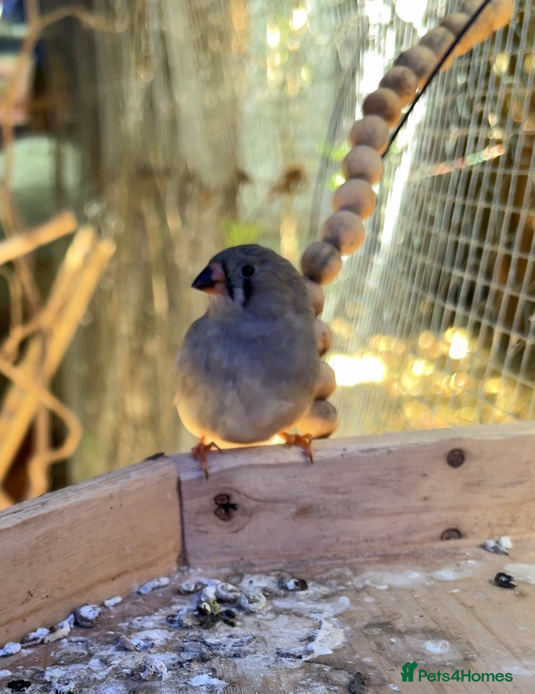 Finches birds for sale: Beautiful zebra finches for sale  - Image 4