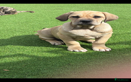 Cane Corso dogs for sale: Cane Corso puppies  - Image 15
