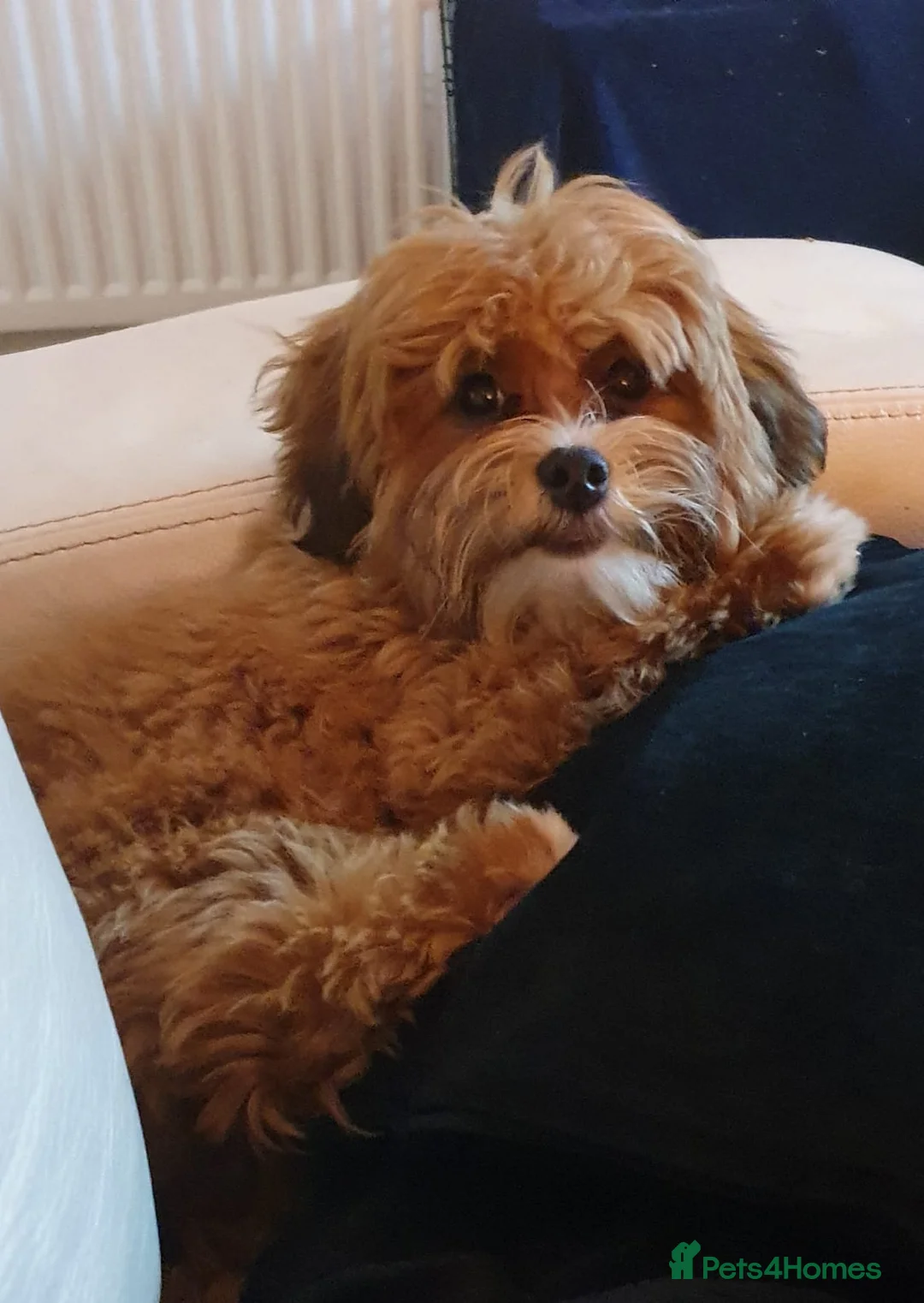 Lhasapoo dogs for sale: 🐶 Peach – 5 Year Old Lhasapoo– Loving Home Needed - Advert 2