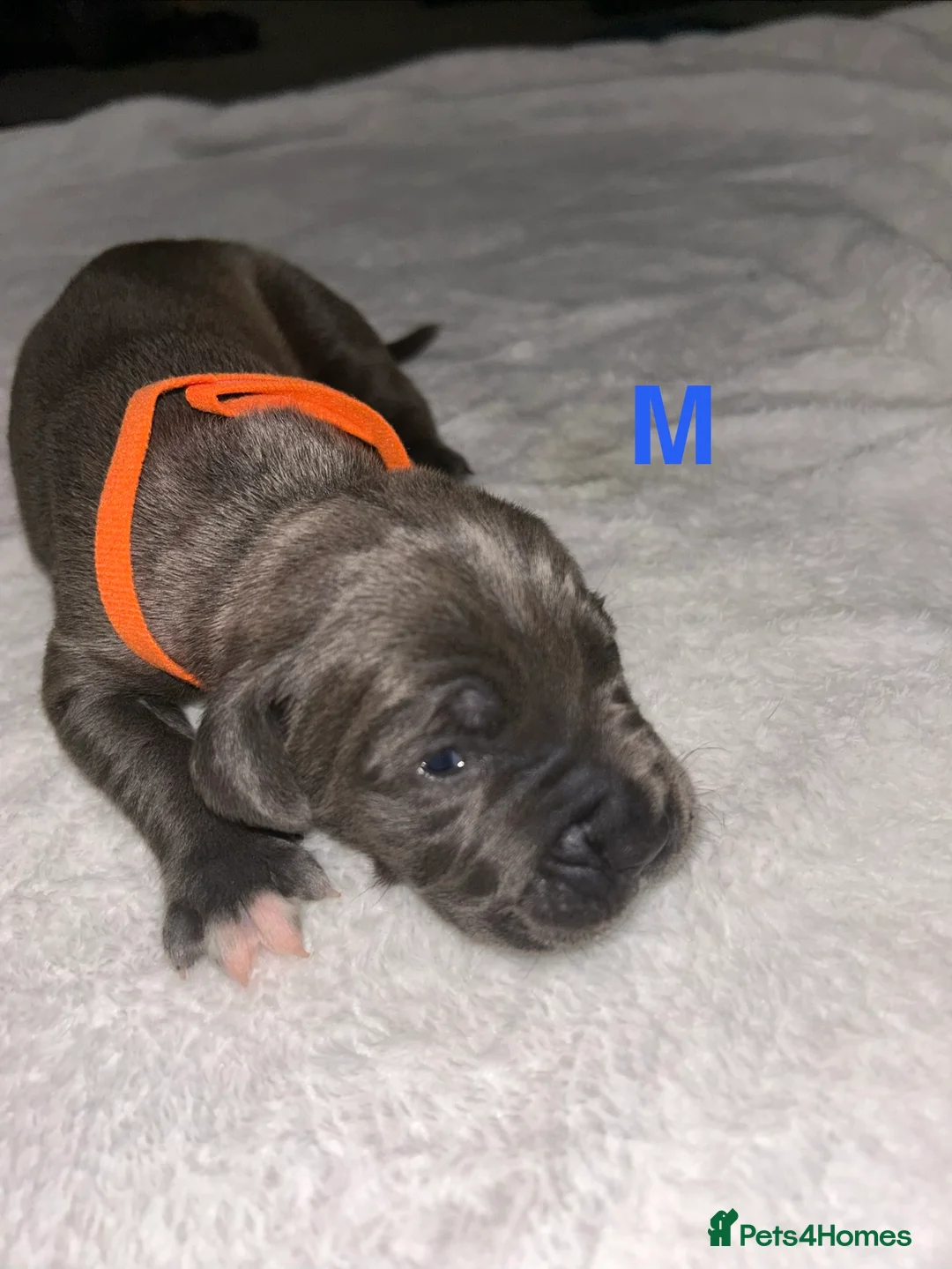 Cane Corso dogs for sale: 🐾 Beautiful Cane Corso Mastiff Puppies for Sale  - Advert 18