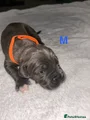 Cane Corso Puppy 1