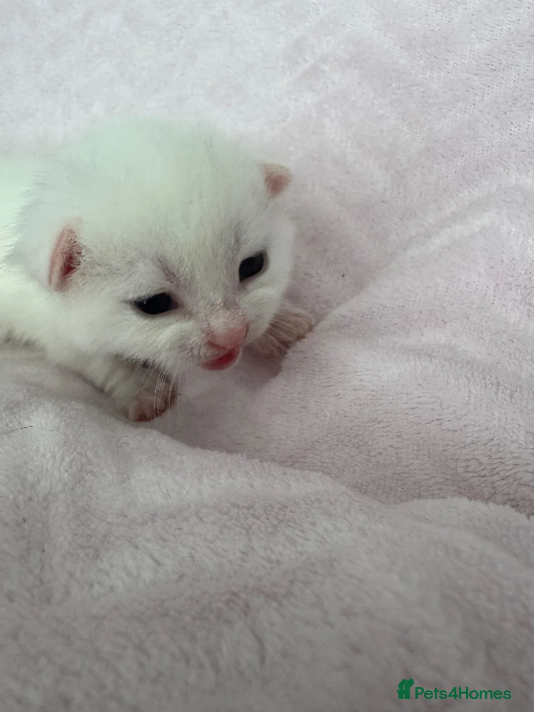 Mixed Breed cats for sale: Kittens for sale  in Leven - Advert 6