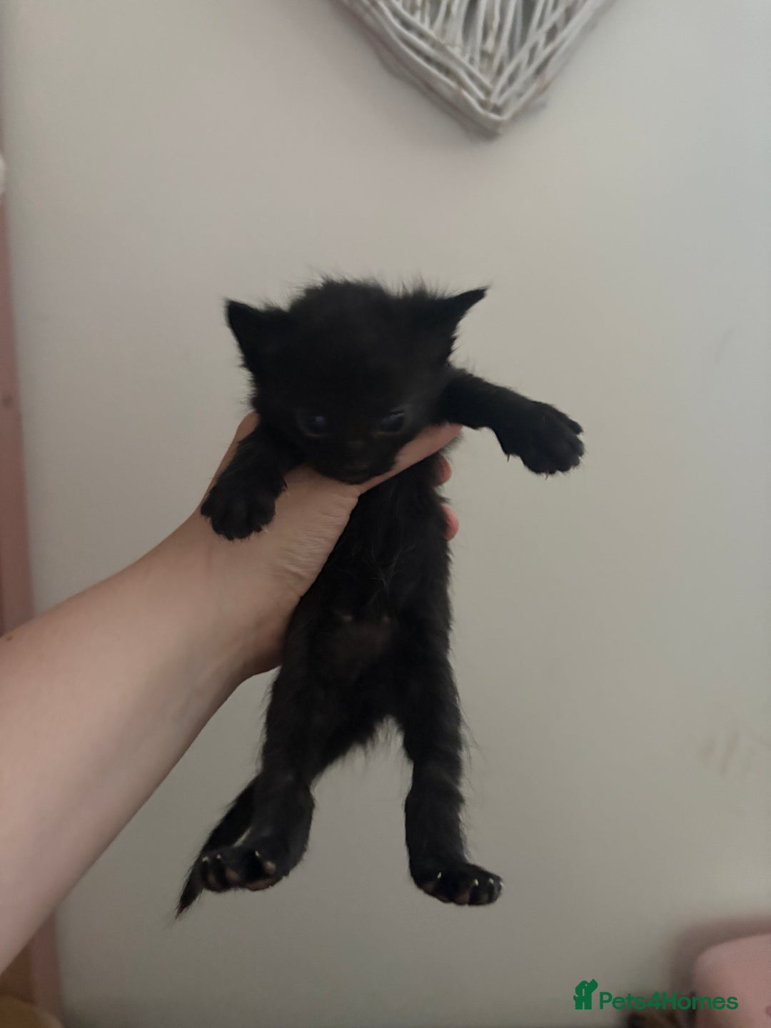 Domestic Shorthair cats for sale: 5 kittens for sale  in Morpeth - Image 2