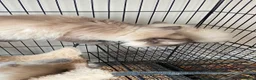 Ragdoll cats for sale: Ragdoll kittens - Advert 14
