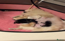 Pomeranian dogs for sale: 🌟Pomeranian🌟 - Image 8