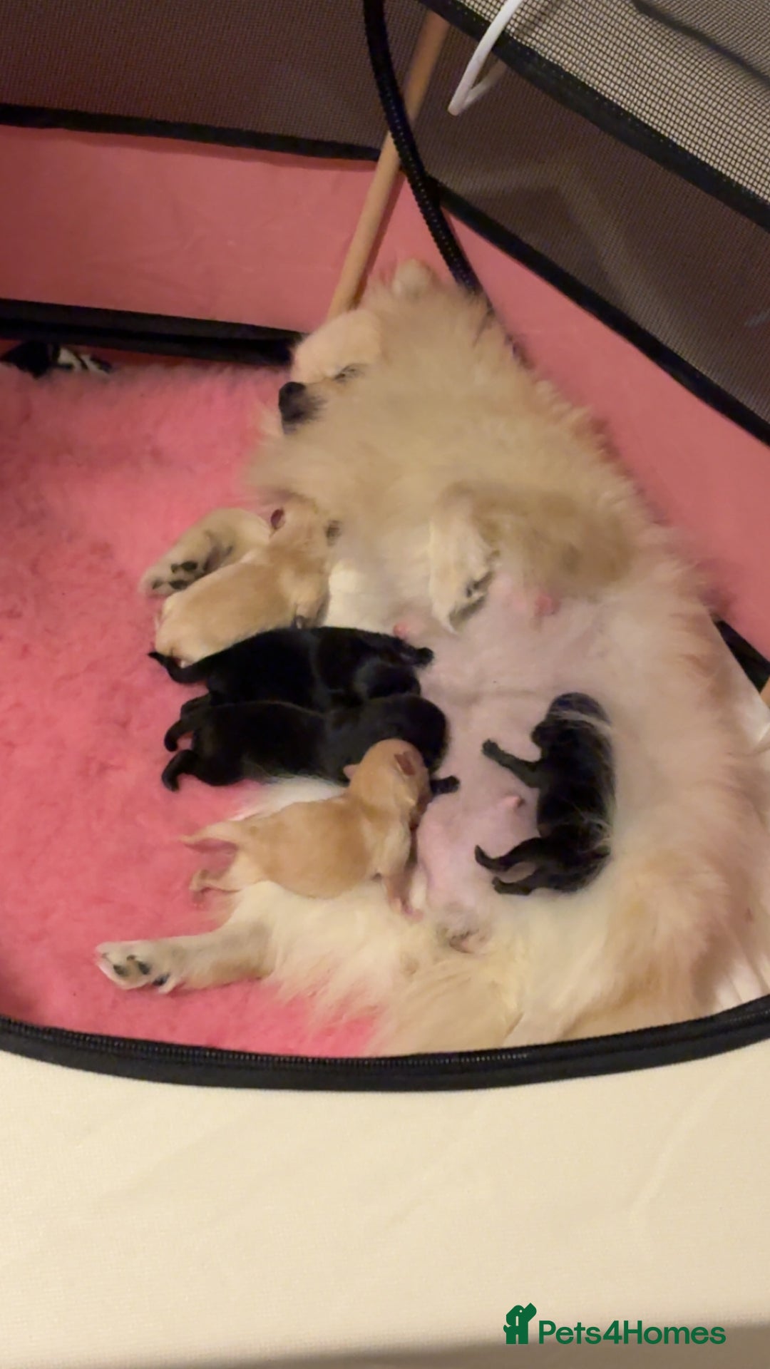 Pomeranian dogs for sale: 🌟Pomeranian🌟 - Image 8