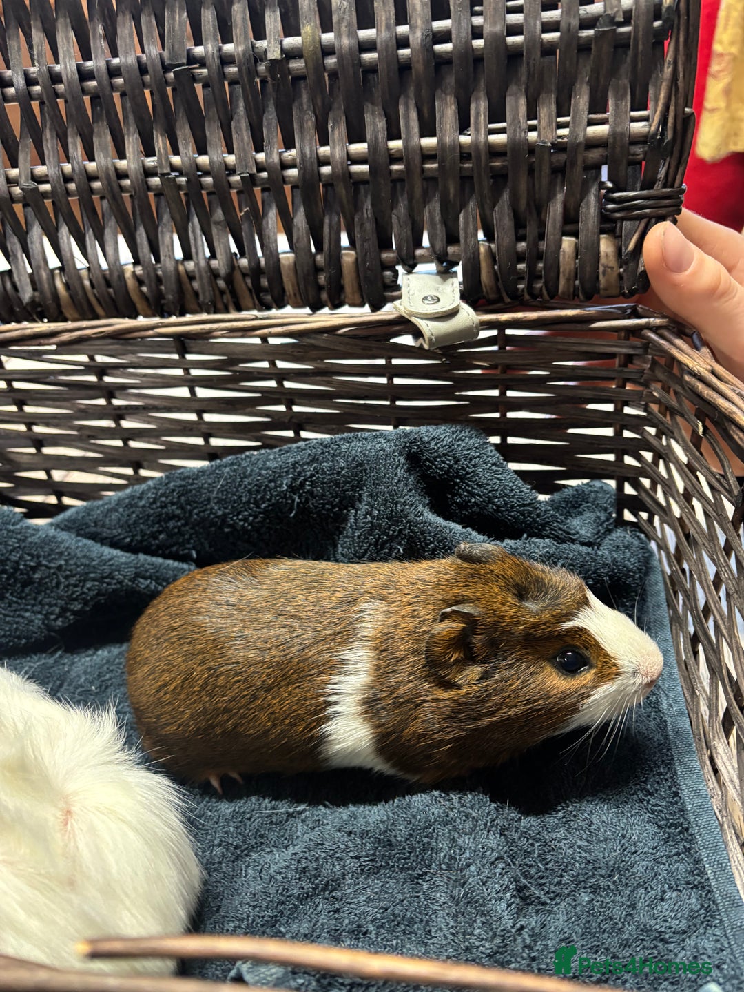 Guinea Pig rodents for sale: Beautiful baby guinea pigs  - Advert 2