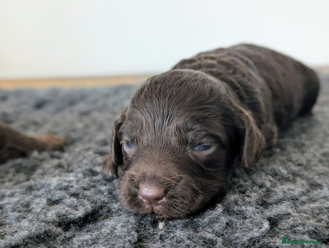 Cockapoo dogs for sale: Very special PRA clear chocolate litter cockapoos  - Advert 4