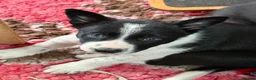 Border Collie dogs for sale: Fully Health Tested Border Collie Puppy For Sale in Coleford - Advert 20