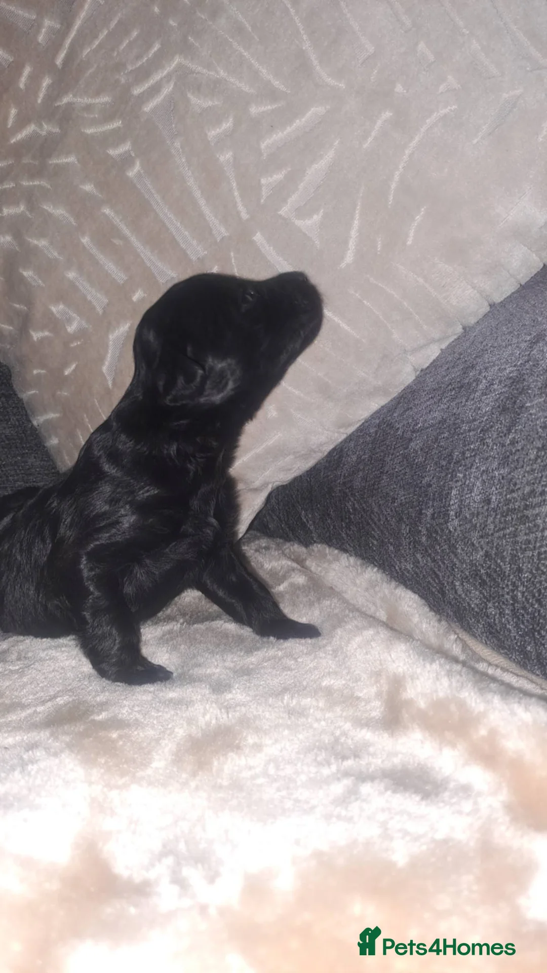 Cockapoo dogs for sale: Beautiful cockapoos - Advert 10