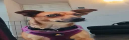 Mixed Breed dogs for sale: Sweet little nutmeg needs her forever home - Advert 4