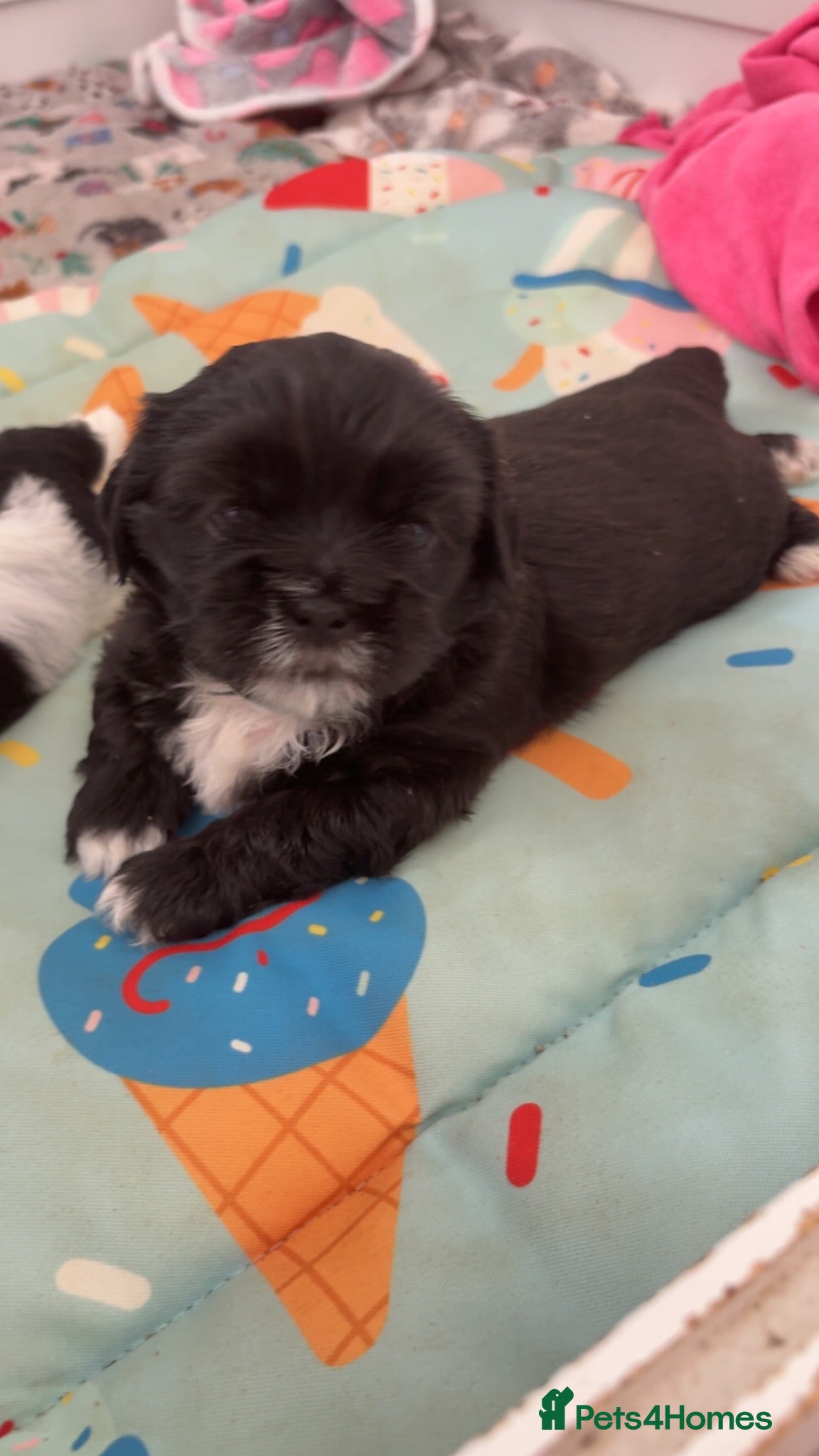 Shih Tzu dogs Beautiful Shihtzu pups 🐶 - Advert 5