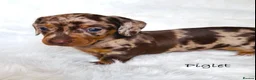 Miniature Dachshund dogs for sale: KC Reg Chocolate Dapple Miniature Dachshund P - Advert 9