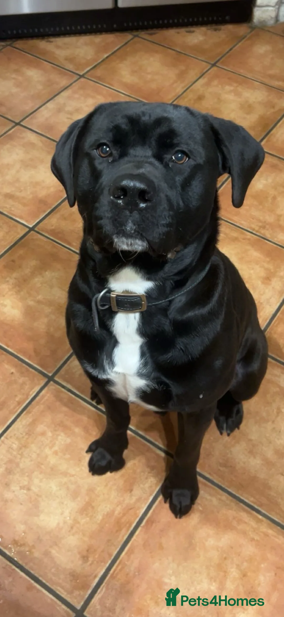 Mixed Breed dogs for sale: 2 Year Old Male Labrador x Presa  - Advert 1